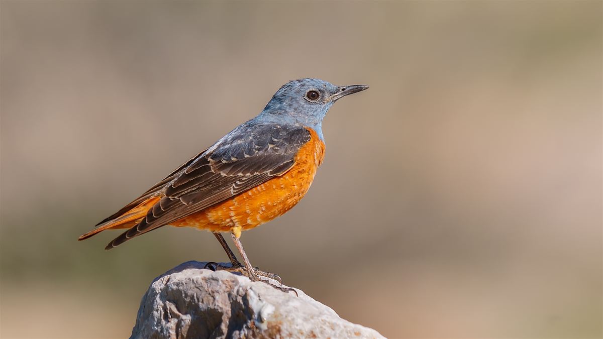 Common Rock Thrush