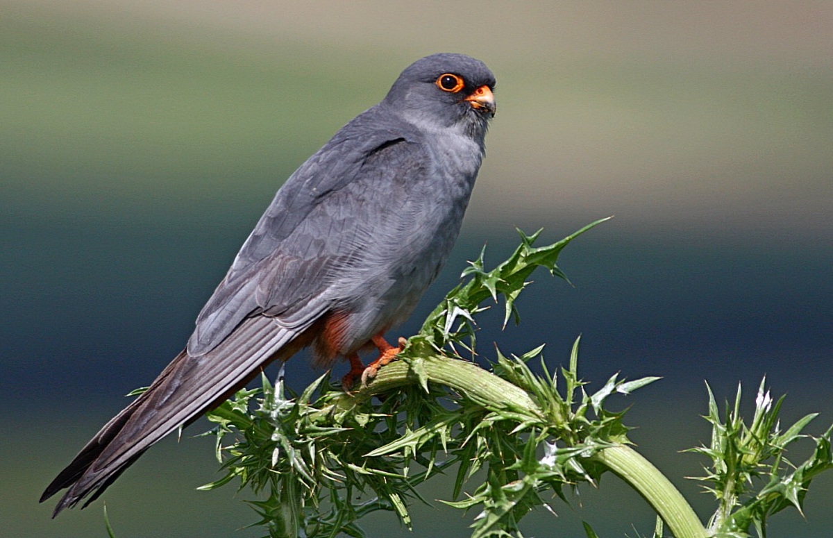 Red-footed Falcon