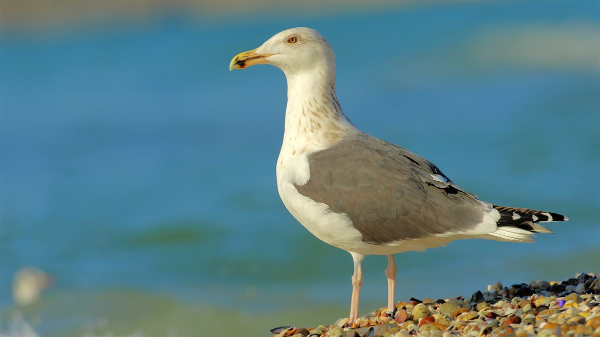 Great Black-backed Gull