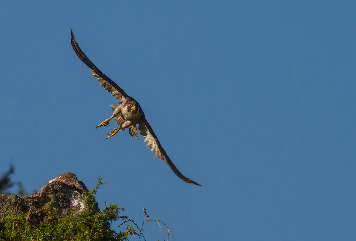 Peregrine Falcon