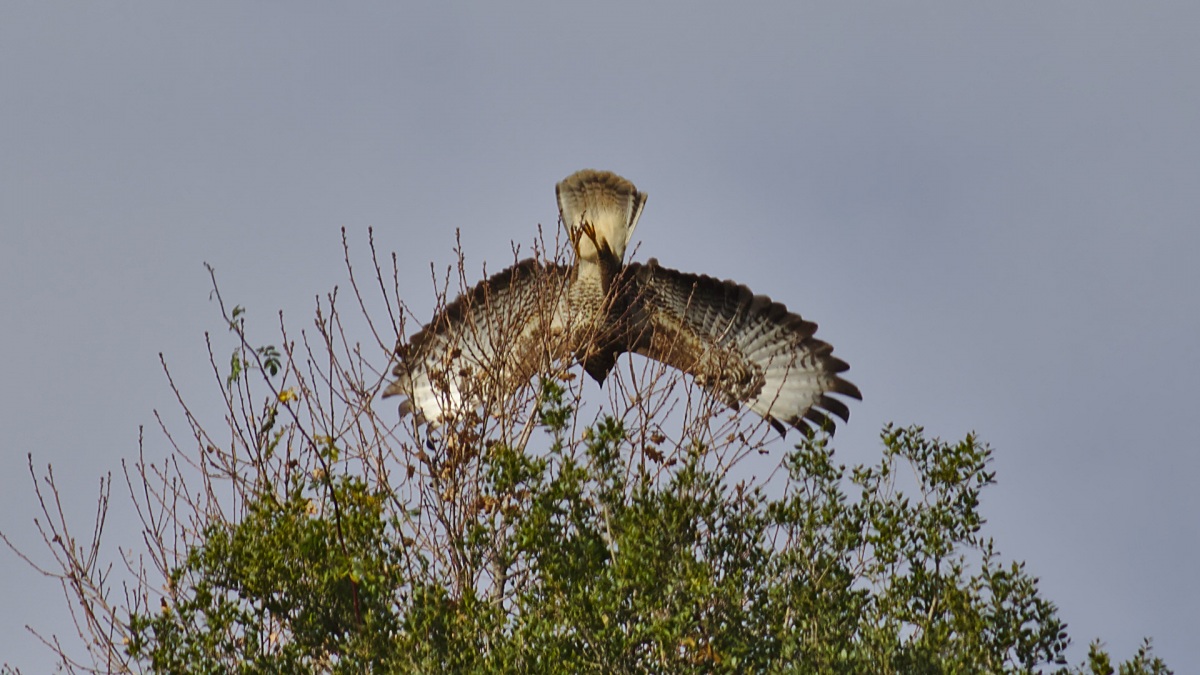 Common Buzzard