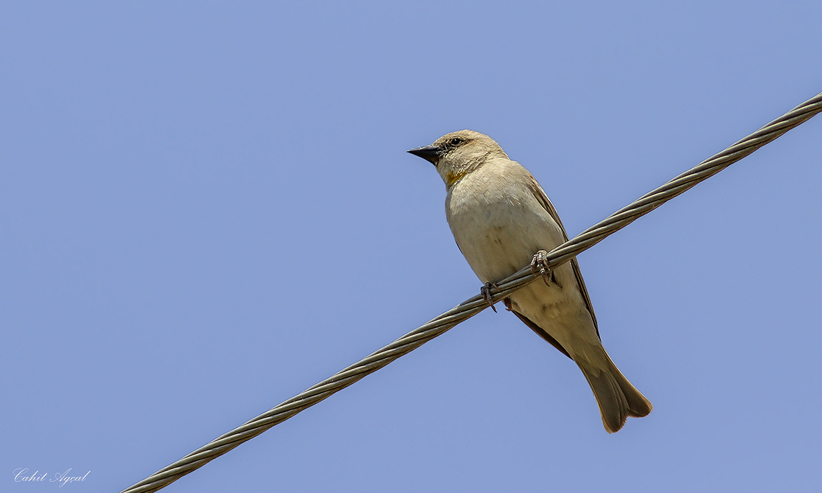 Yellow-throated Sparrow