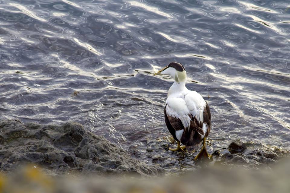 Common Eider