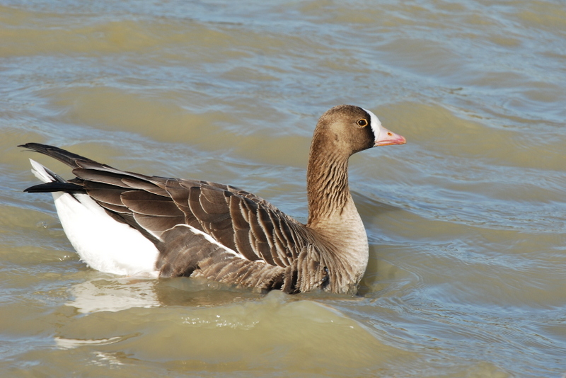 Lesser White-fronted Goose