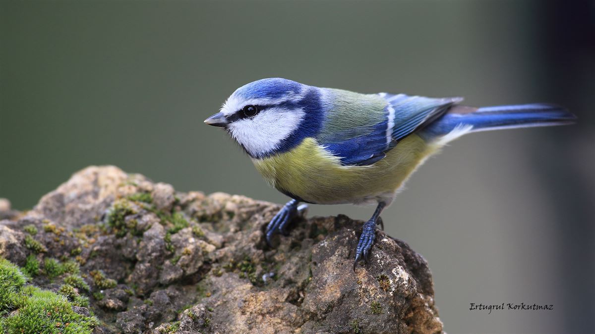 Eurasian Blue Tit