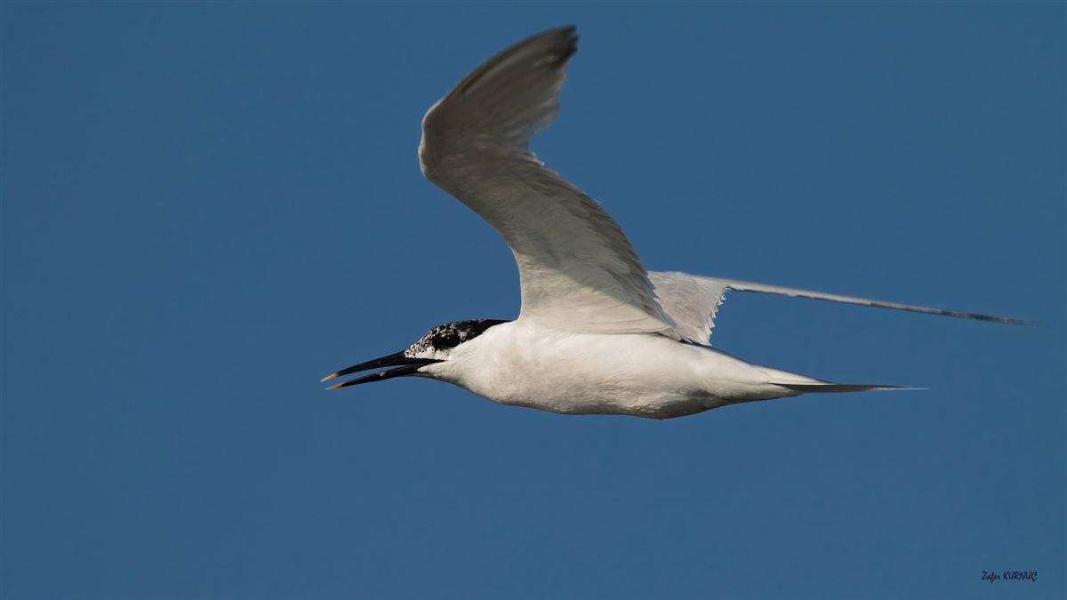 Sandwich Tern