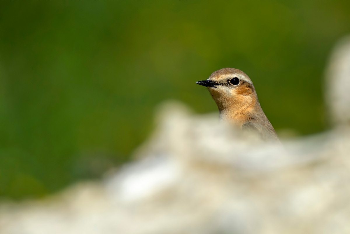 Northern Wheatear