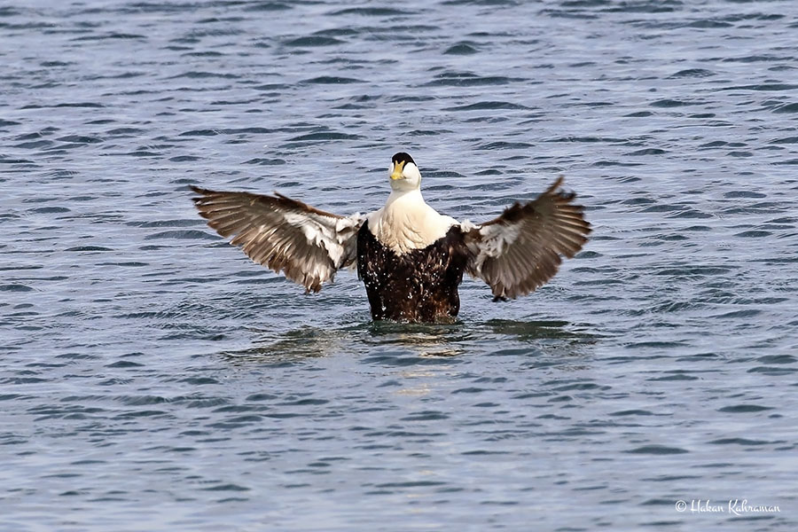 Common Eider