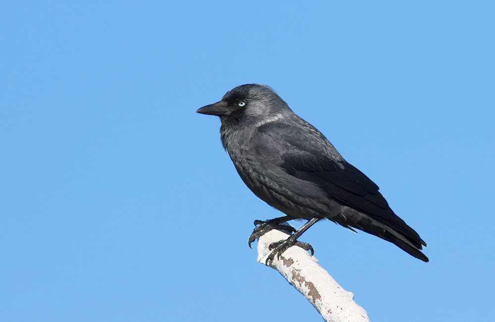 Western Jackdaw
