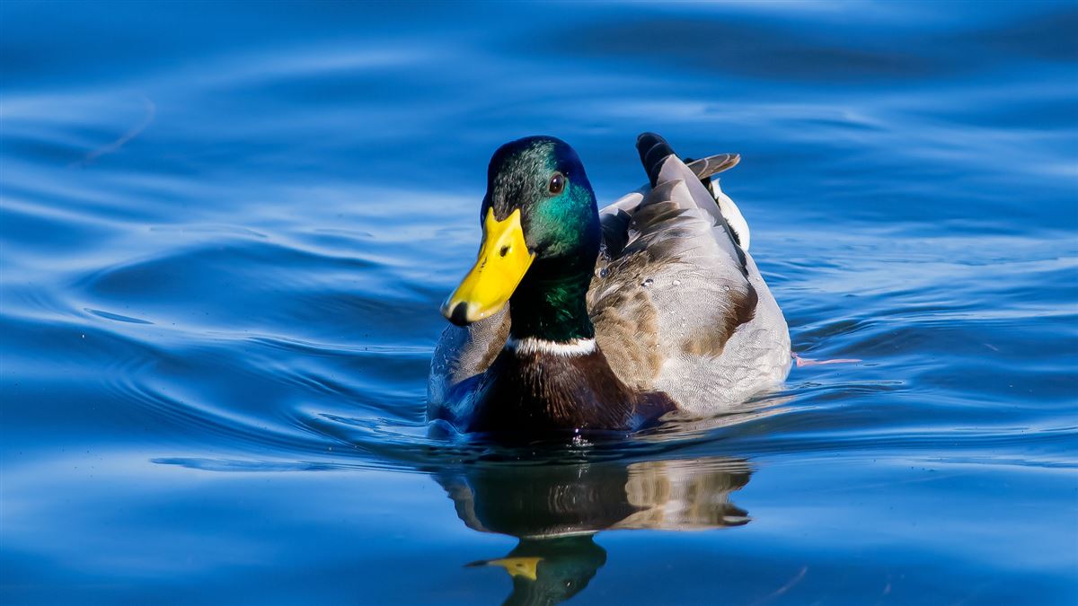 Mallard