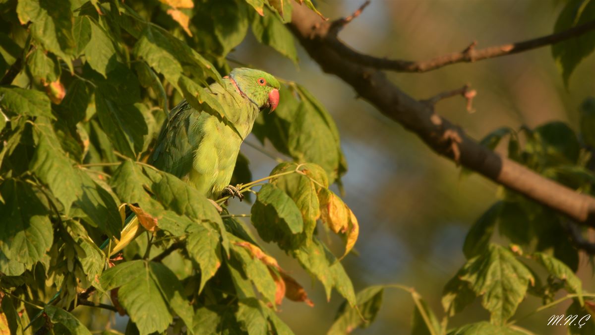 Rose-ringed Parakeet