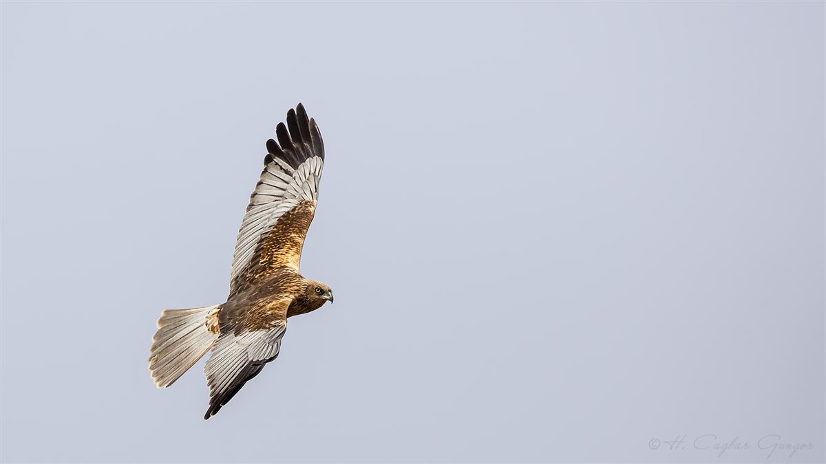 Western Marsh Harrier