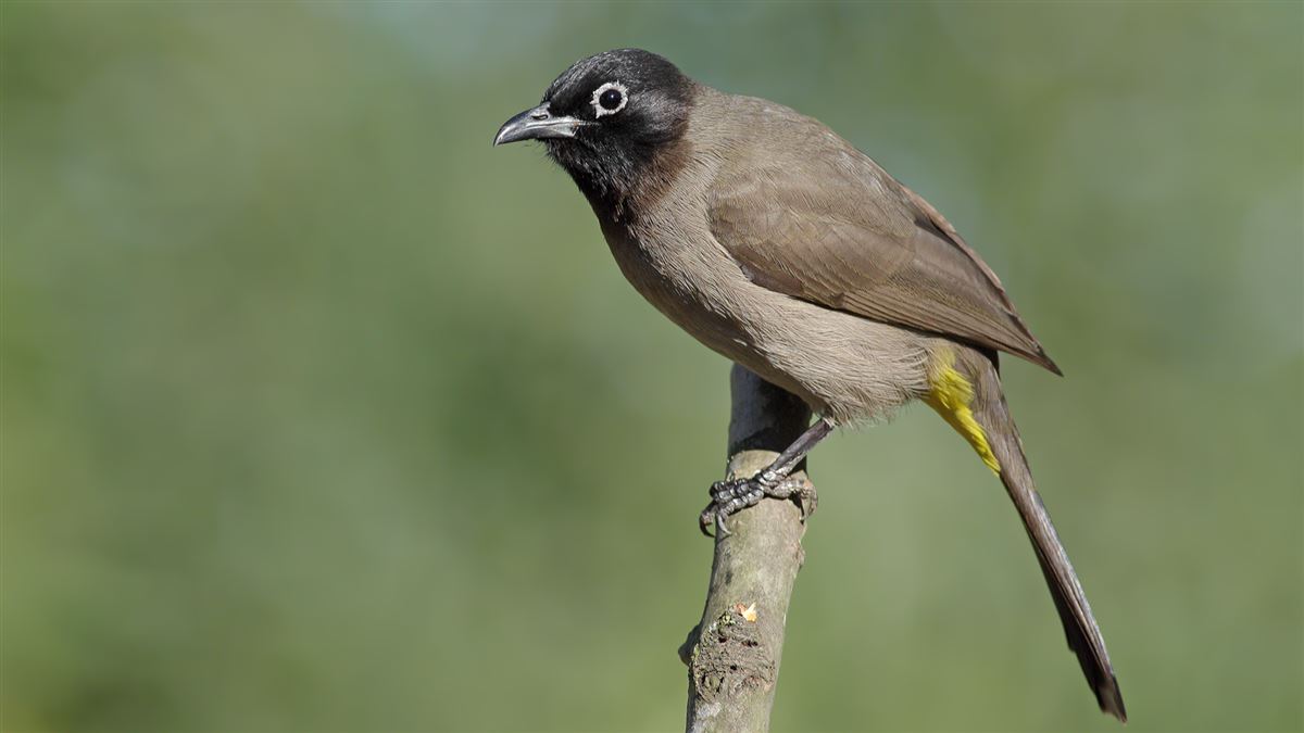 White-spectacled Bulbul