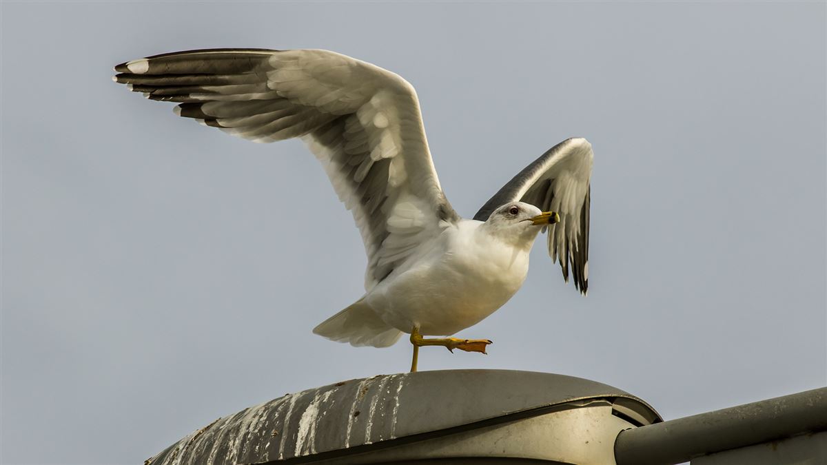 Armenian Gull