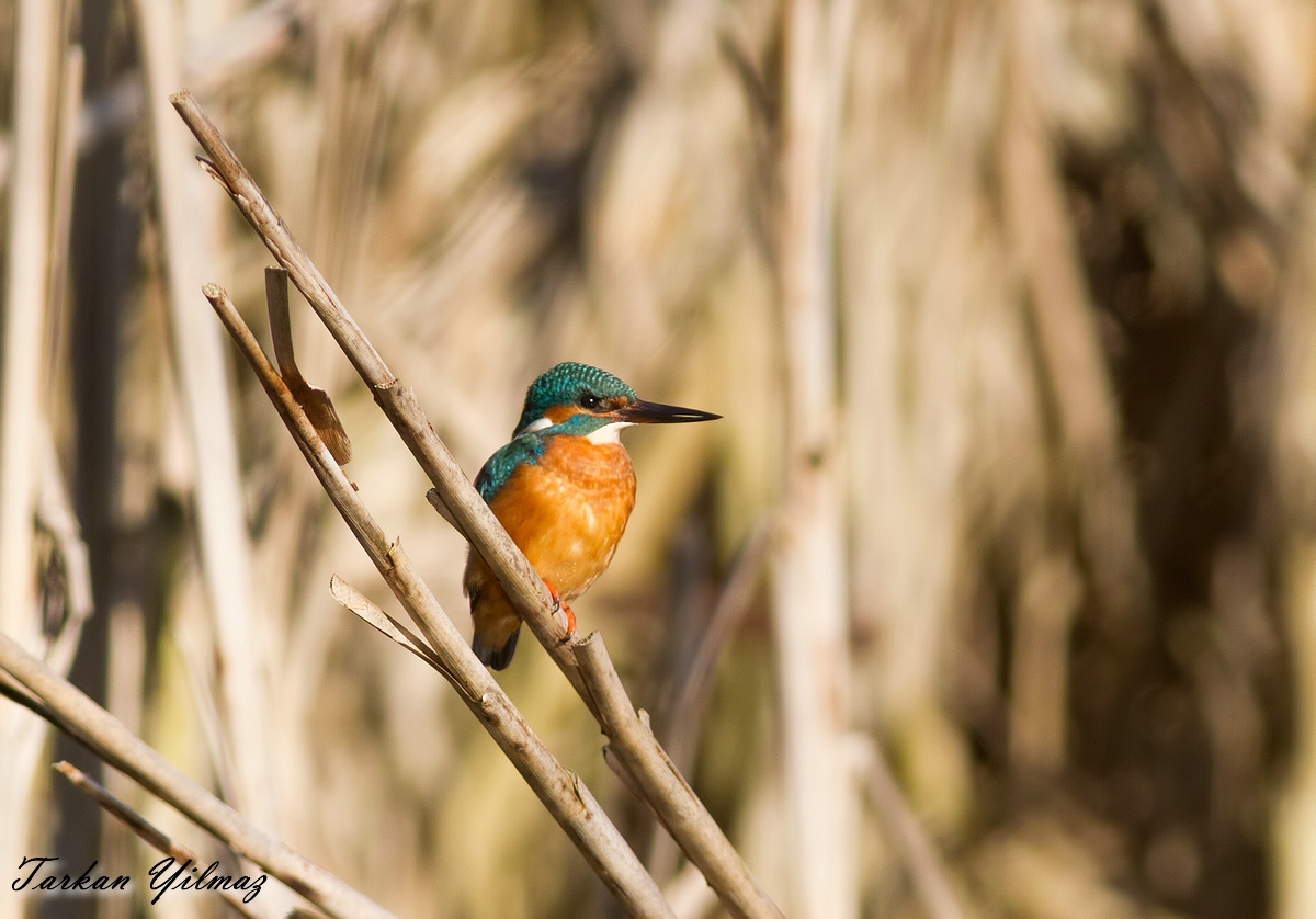 Common Kingfisher