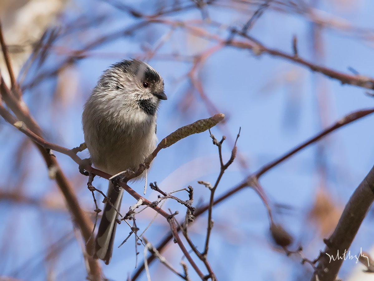 Long-tailed Tit