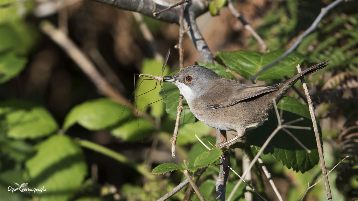 Sardinian Warbler
