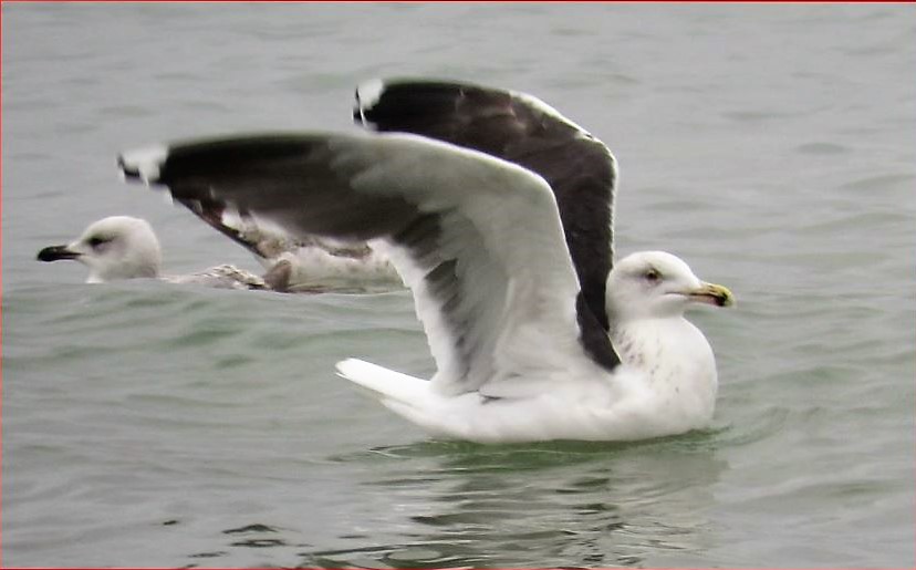 Great Black-backed Gull