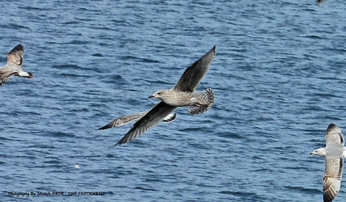 European Herring Gull