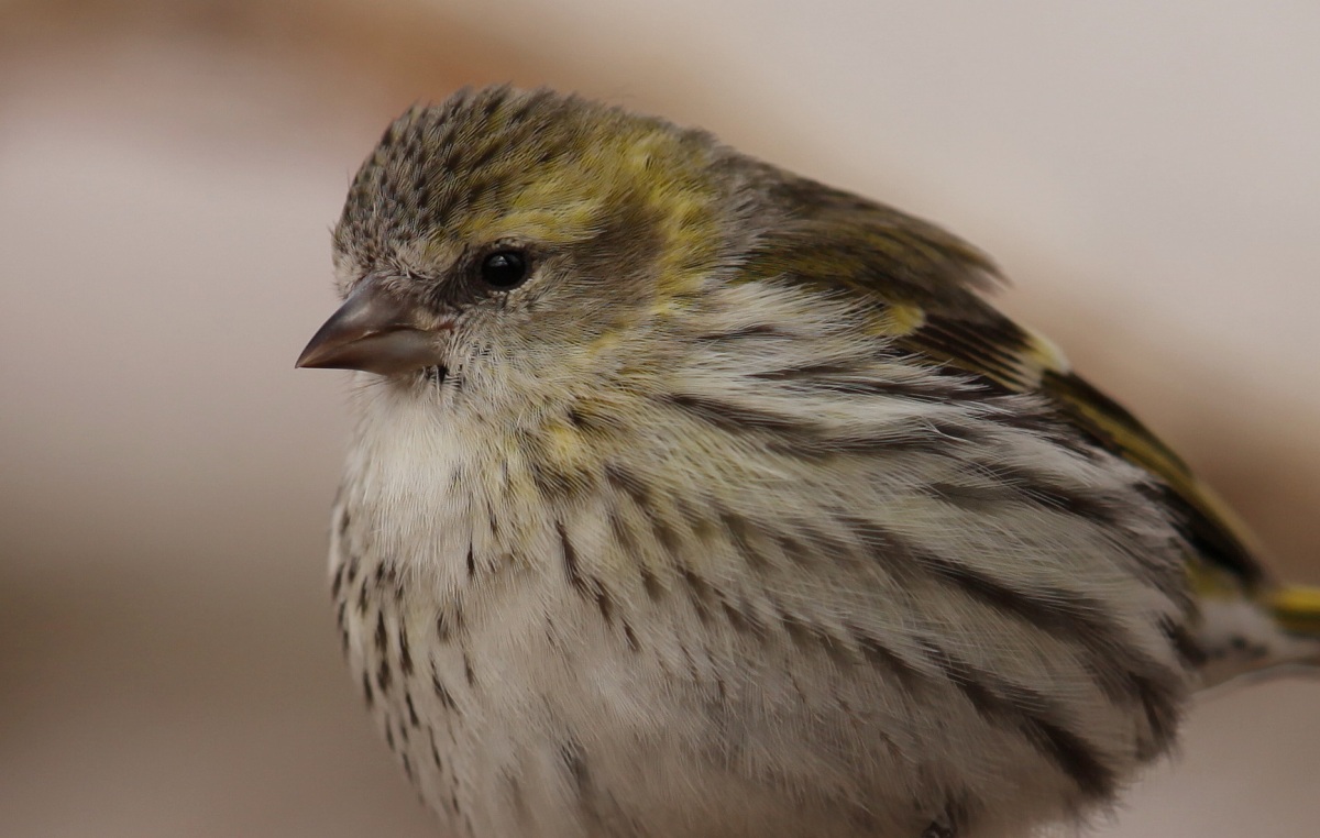 Eurasian Siskin