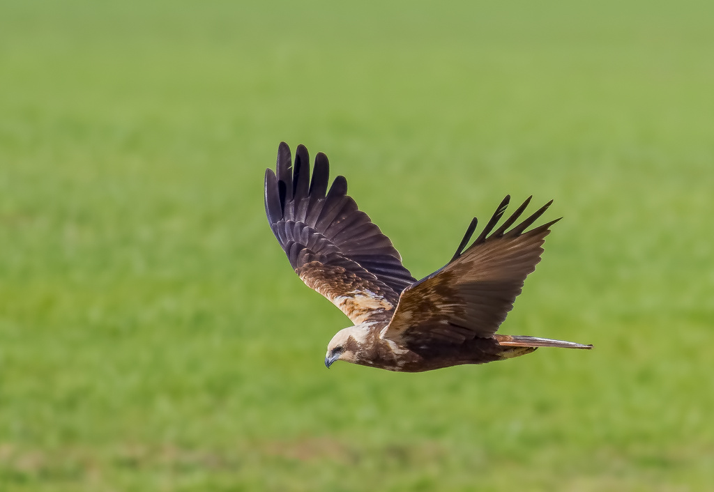 Western Marsh Harrier