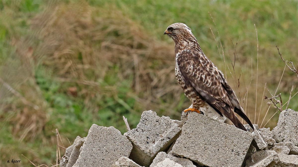 Rough-legged Buzzard