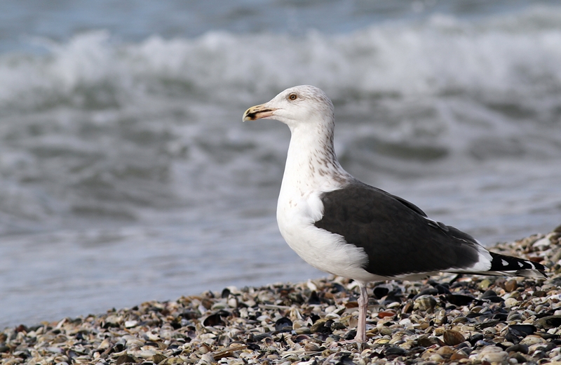 Great Black-backed Gull