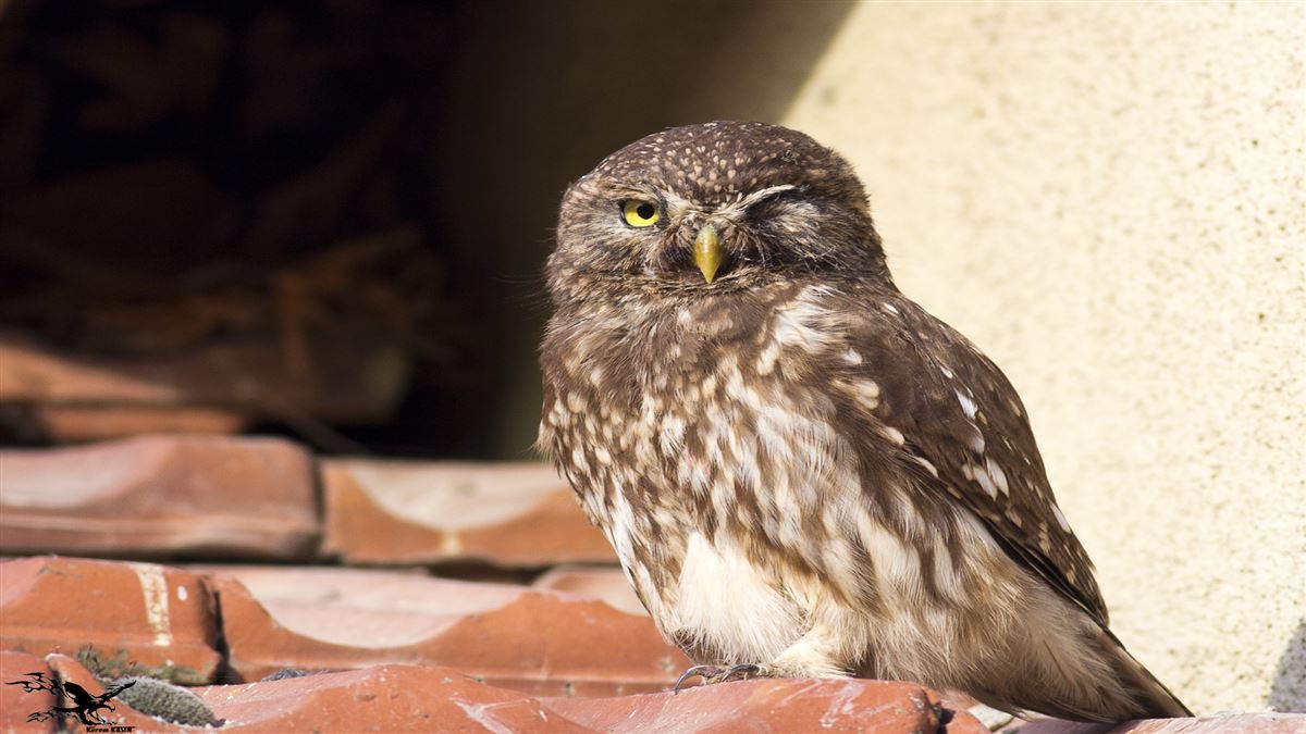 Little Owl