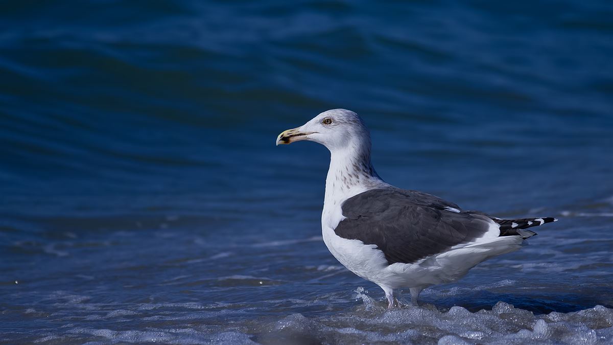 Great Black-backed Gull