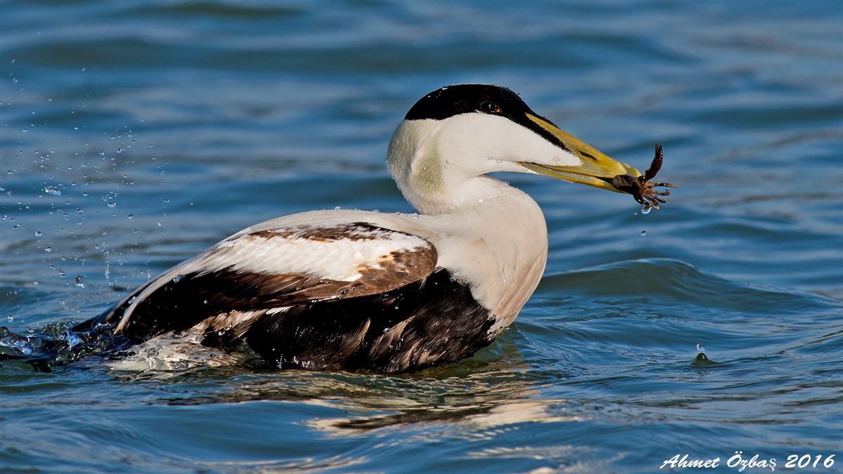 Common Eider