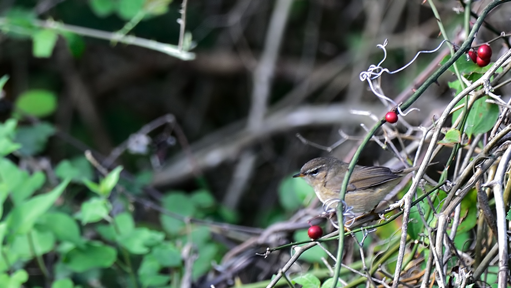 Dusky Warbler