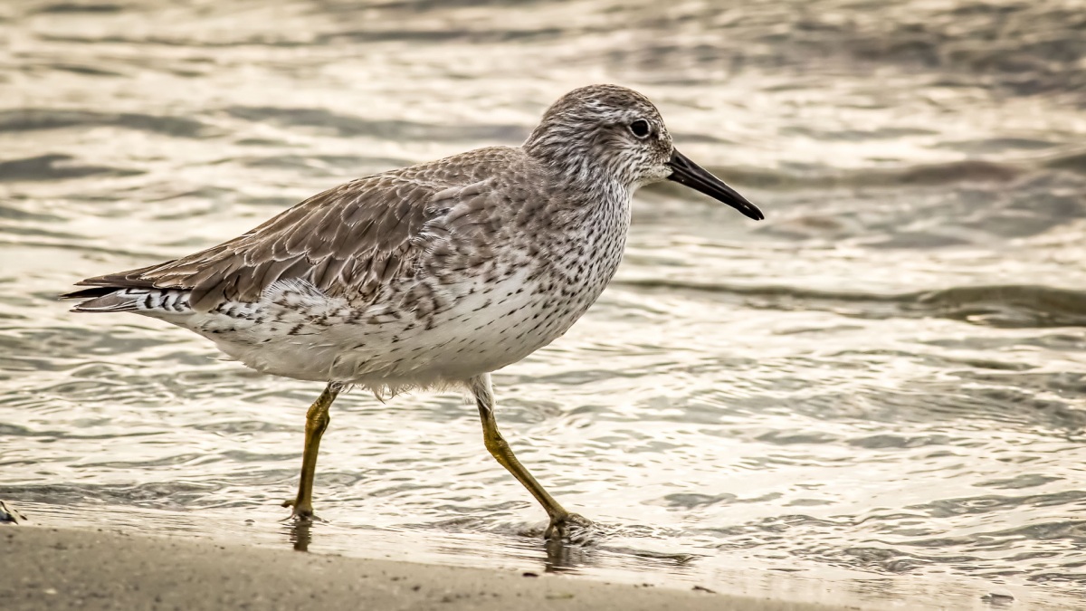 Red Knot