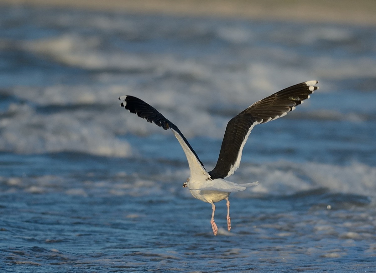 Great Black-backed Gull