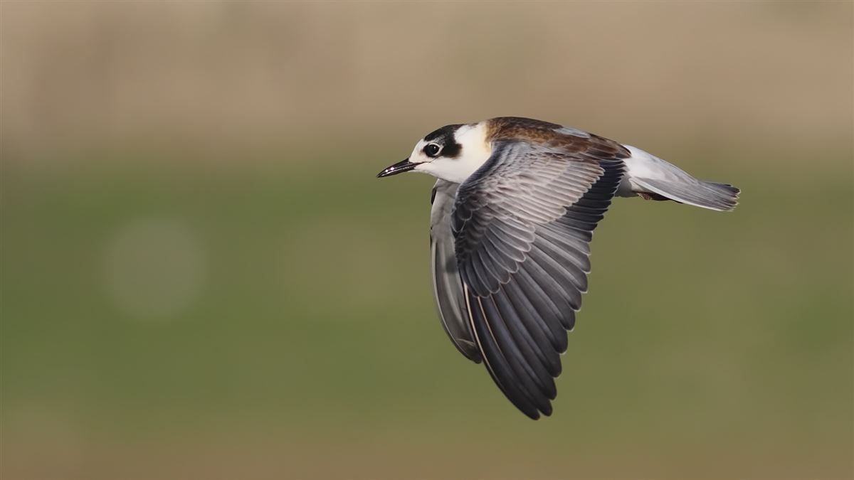 White-winged Tern
