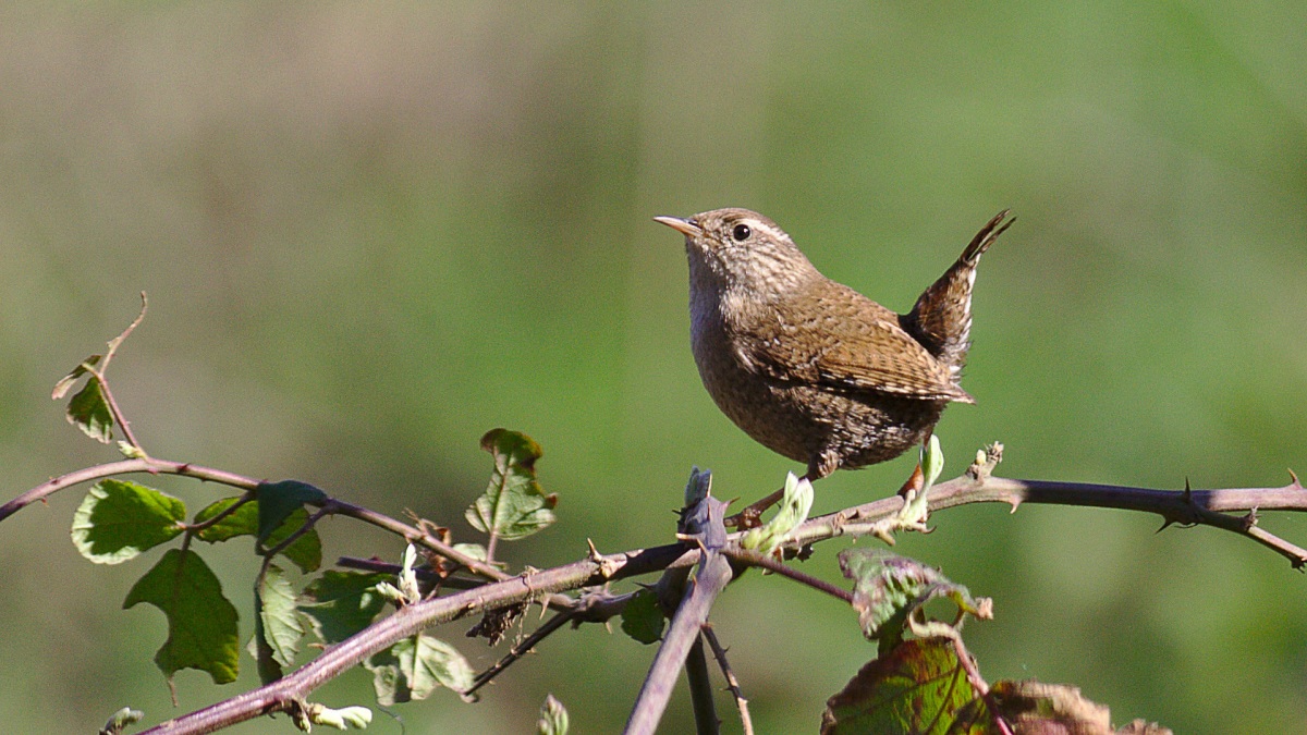Eurasian Wren