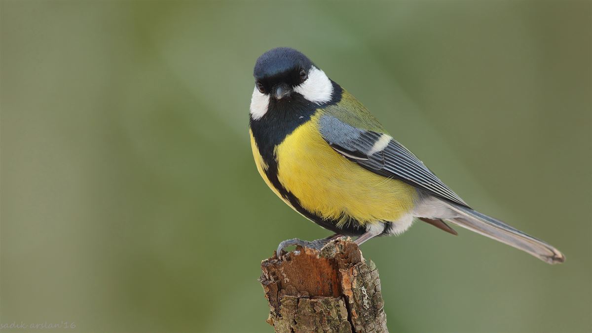 Great Tit