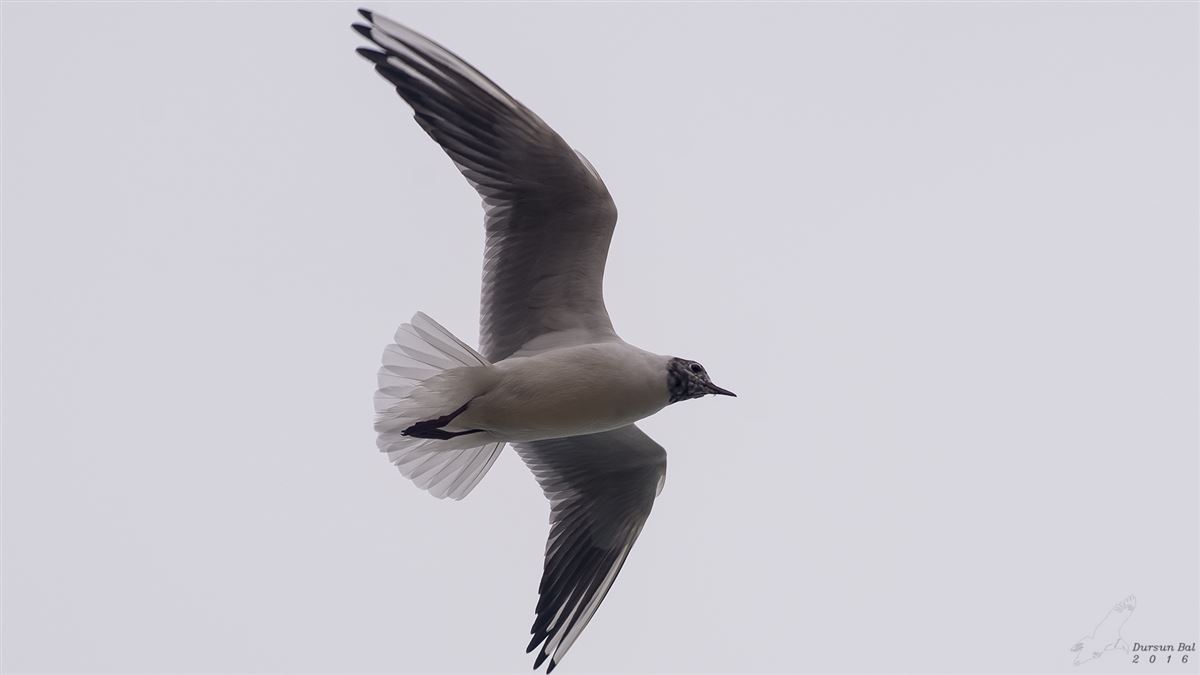 Black-headed Gull