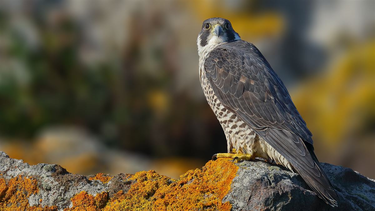 Peregrine Falcon