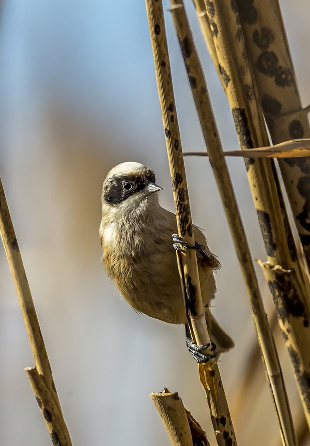 Eurasian Penduline Tit
