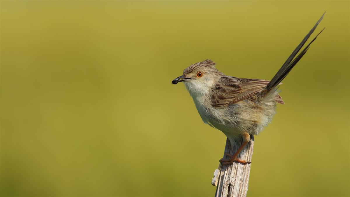 Delicate Prinia