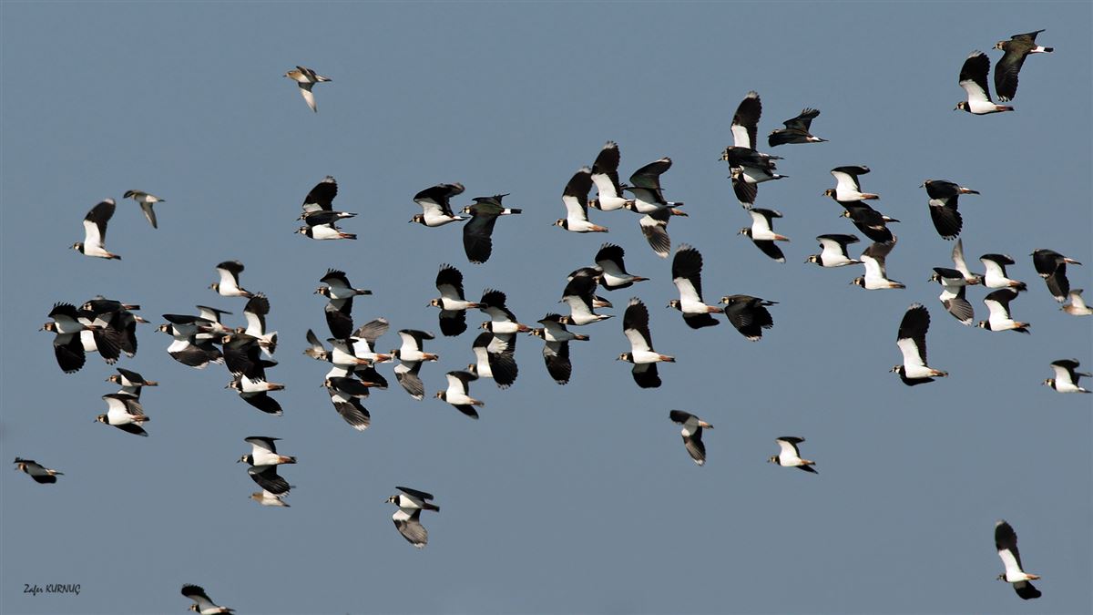 Northern Lapwing