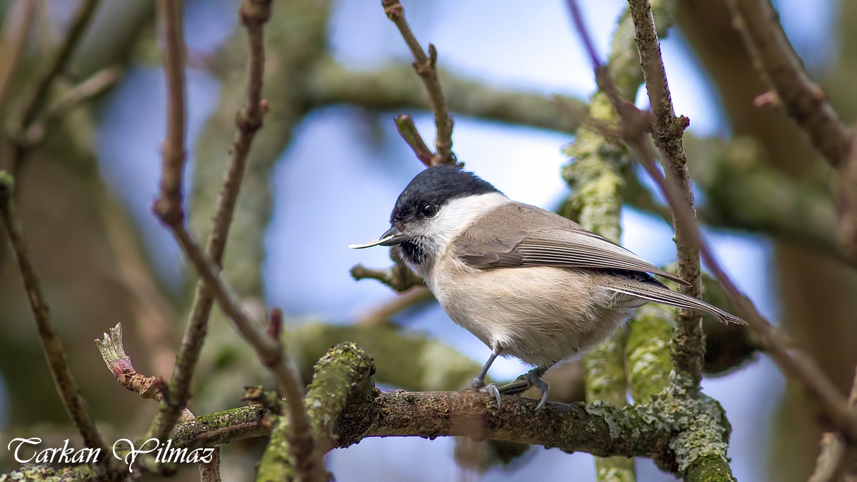 Marsh Tit
