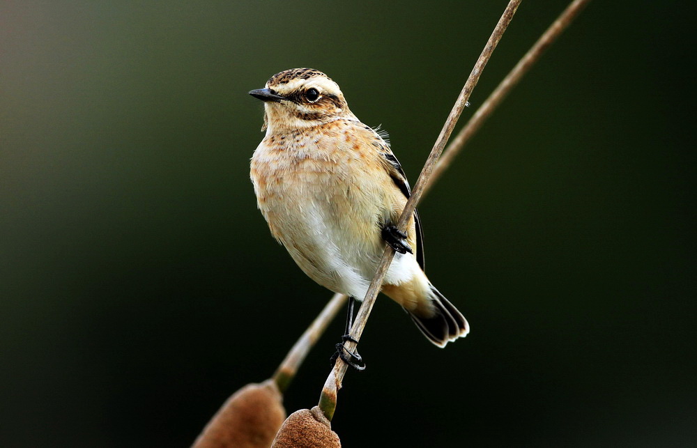 Whinchat