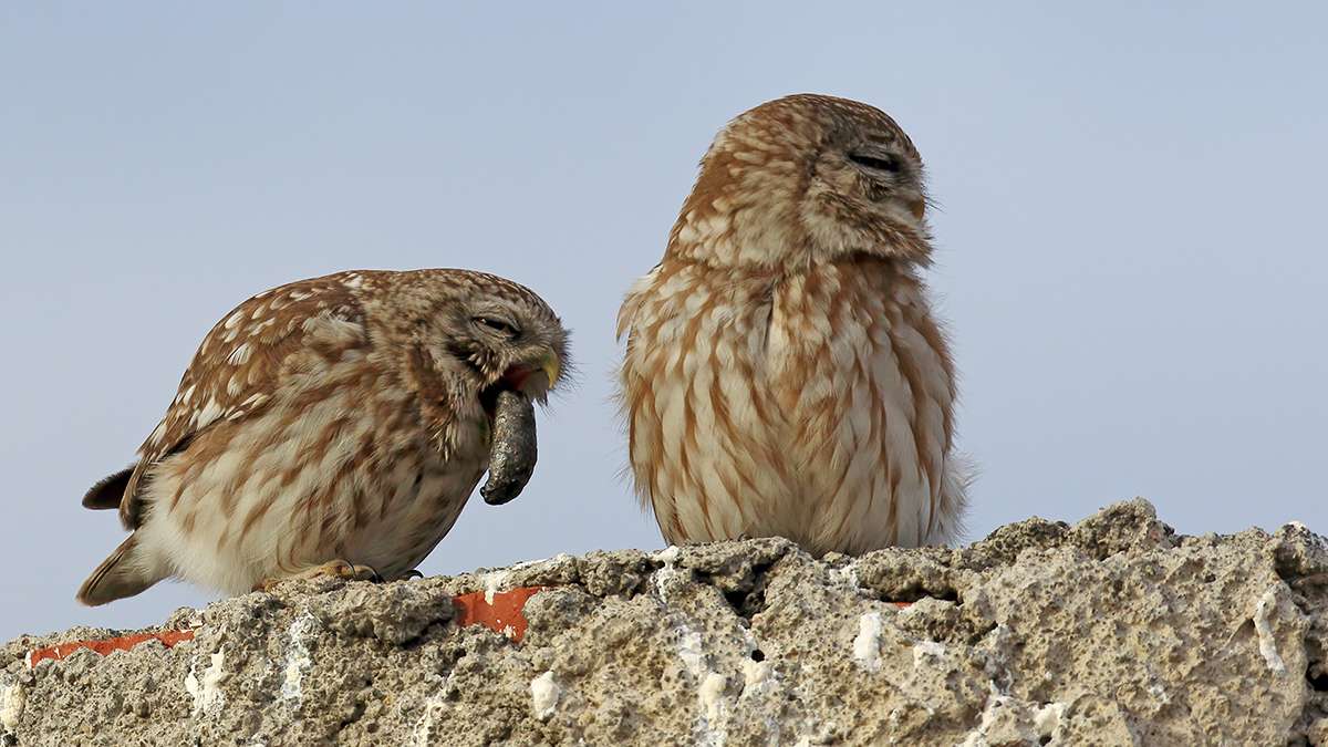 Little Owl