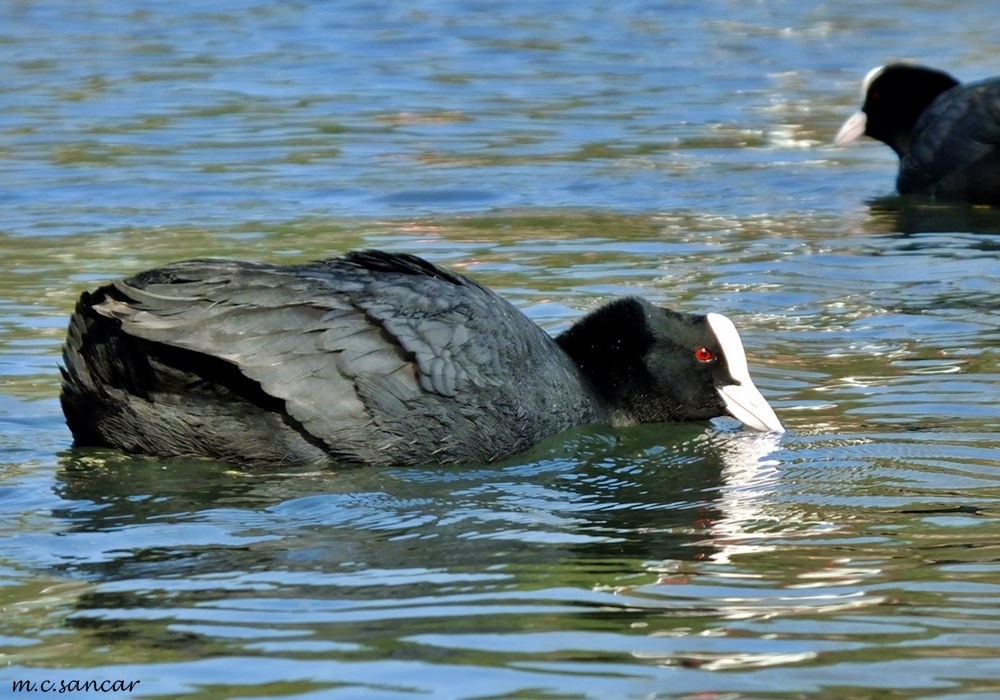 Eurasian Coot