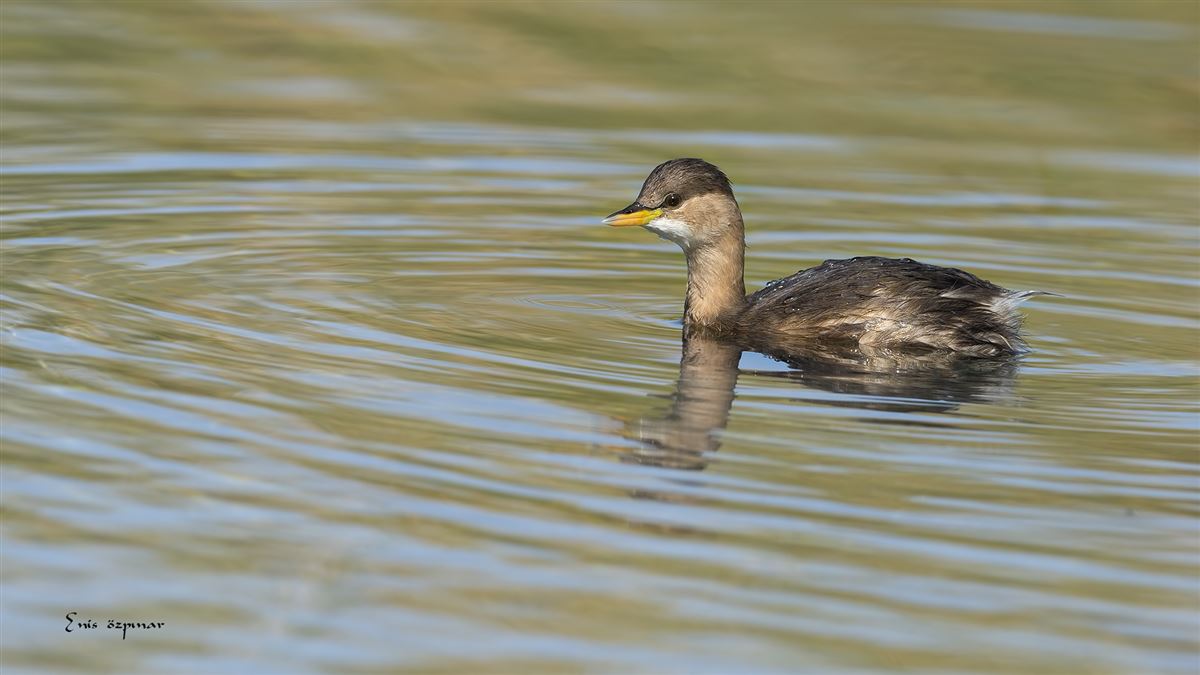 Little Grebe