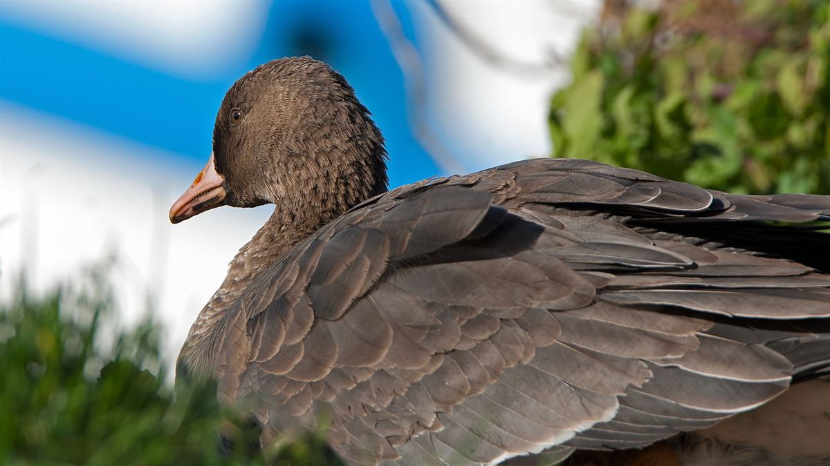 Greater White-fronted Goose