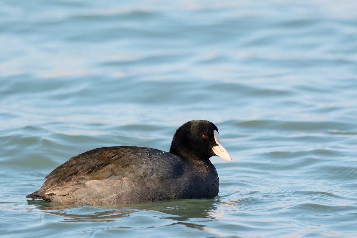 Eurasian Coot