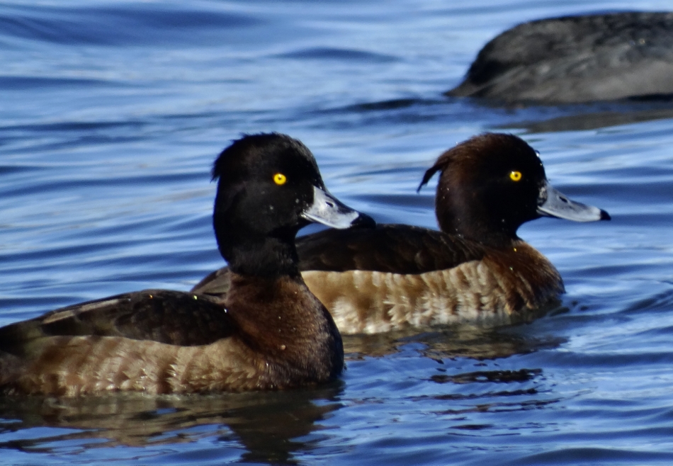 Tufted Duck