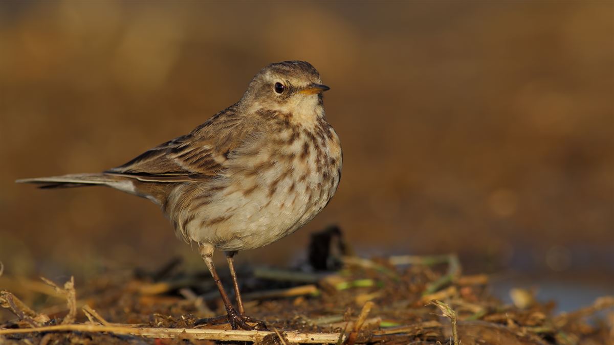 Water Pipit
